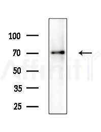 TAF15 Antibody - Western blot analysis of lysates from RAW264.