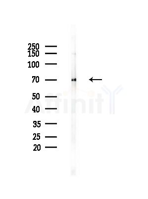 TAF15 Antibody - Western blot analysis of lysates from RAW264.