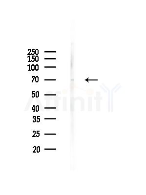 TAF15 Antibody - Western blot analysis of lysates from Rat lung, using TAF15 Antibody at 1/1000 dilution.