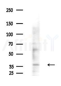 ORCTL-2 Antibody - Western blot analysis of extracts from Mouse liver, using ORCTL-2 Antibody at 1/1000 dilution.