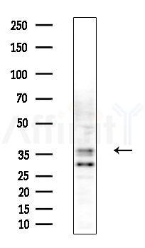 ORCTL-2 Antibody - Western blot analysis of extracts from Hela cells(heat-shock,45min treatment), using ORCTL-2 Antibody at 1/1000 dilution.