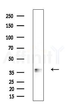 ORCTL-2 Antibody - Western blot analysis of extracts from Rat brain, using ORCTL-2 Antibody at 1/1000 dilution.