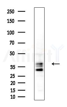 ORCTL-2 Antibody - Western blot analysis of extracts from MCF7 cells(heat-shock,45min treatment), using ORCTL-2 Antibody at 1/1000 dilution.