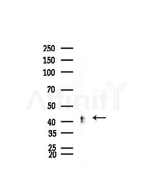 ORCTL-2 Antibody - Western blot analysis of lysates from Rat brain, using ORCTL-2 Antibody at 1/1000 dilution.