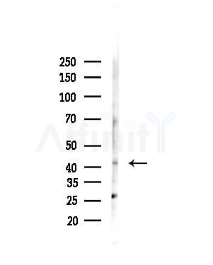 ORCTL-2 Antibody - Western blot analysis of lysates from Mouse liver, using ORCTL-2 Antibody at 1/1000 dilution.