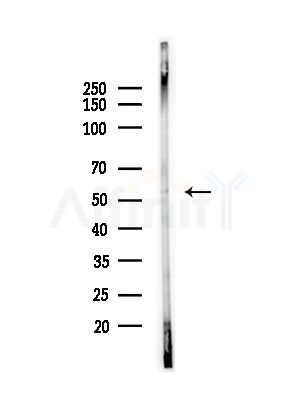 PKNOX2 Antibody - Western blot analysis of lysates from Mouse testis, using PKNOX2 Antibody at 1/1000 dilution.