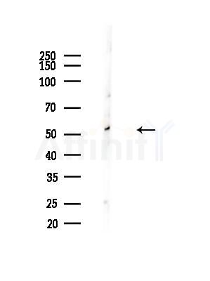 IP6K3 Antibody - Western blot analysis of lysates from Mouse liver, using IP6K3 Antibody at 1/1000 dilution.
