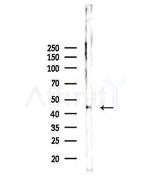 AL2S7 Antibody - Western blot analysis of lysates from Rat testis, using AL2S7 Antibody at 1/1000 dilution.