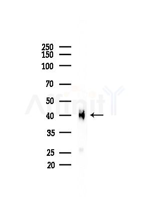 ILKAP Antibody - Western blot analysis of lysates from Mouse liver, using ILKAP Antibody at 1/1000 dilution.