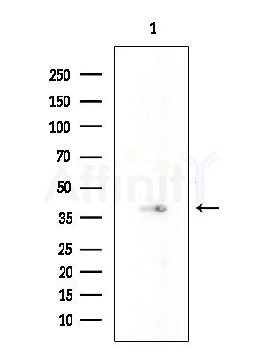 PRDM12 Antibody - Western blot analysis of extracts from Mouse liver, using PRDM12 Antibody at 1/1000 dilution.