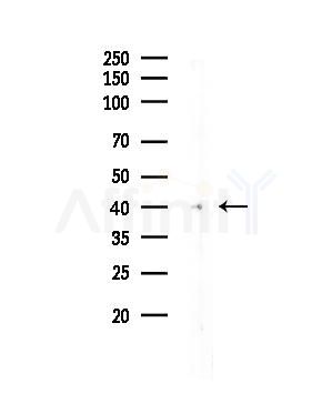 PRDM12 Antibody - Western blot analysis of lysates from Mouse liver, using PRDM12 Antibody at 1/1000 dilution.