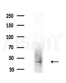 AZI2 Antibody - Western blot analysis of extracts from Hela cells(heat-shock,45min treatment), using AZI2 Antibody at 1/1000 dilution.