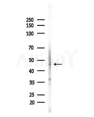 AZI2 Antibody - Western blot analysis of lysates from Hela cells(heat-shock,45min treatment), using AZI2 Antibody at 1/1000 dilution.