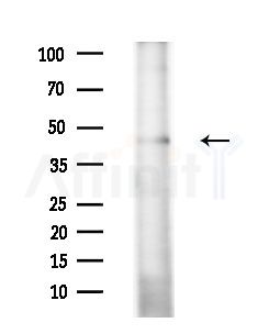 LASS4 Antibody - Western blot analysis of extracts from Mouse testis, using LASS4 Antibody at 1/1000 dilution.