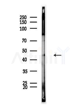 LASS4 Antibody - Western blot analysis of lysates from Mouse testis, using LASS4 Antibody at 1/1000 dilution.