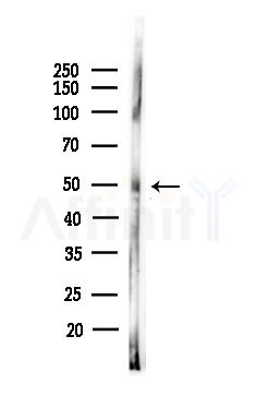 FOXD3 Antibody - Western blot analysis of lysates from PC12 cells, using FOXD3 Antibody at 1/1000 dilution.
