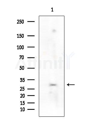 ATF5 Antibody - Western blot analysis of extracts from Rat brain, using ATF5 Antibody at 1/1000 dilution.