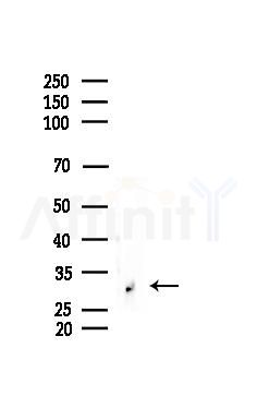 ATF5 Antibody - Western blot analysis of lysates from Rat brain, using ATF5 Antibody at 1/1000 dilution.