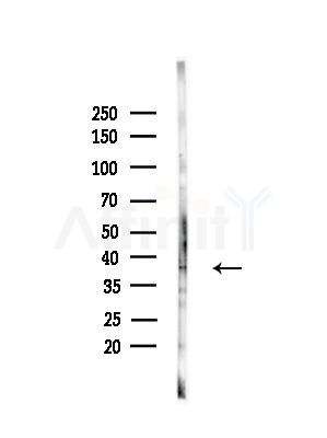 YBOX2 Antibody - Western blot analysis of lysates from RAW264.