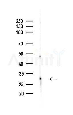 SPIN1 Antibody - Western blot analysis of lysates from RAW264.