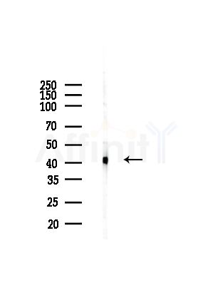 5HT1E Receptor Antibody - Western blot analysis of lysates from Rat liver, using 5HT1E Receptor Antibody at 1/1000 dilution.