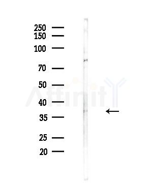 5HT1F Receptor Antibody - Western blot analysis of lysates from Mouse testis, using 5HT1F Receptor Antibody at 1/1000 dilution.