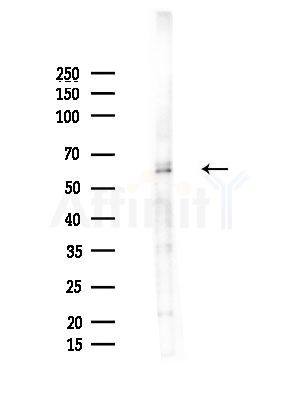 API-5 Antibody - Western blot analysis of lysates from Hela cells(heat-shock, 45min treatment), using API-5 Antibody at 1/1000 dilution.