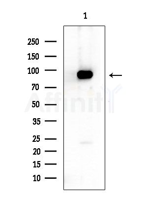 CDH15 Antibody - Western blot analysis of extracts from Mouse liver, using CDH15 Antibody at 1/1000 dilution.