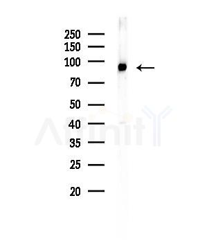 CDH15 Antibody - Western blot analysis of lysates from Mouse liver, using CDH15 Antibody at 1/1000 dilution.