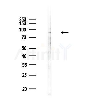 CDH18 Antibody - Western blot analysis of lysates from Rat testis, using CDH18 Antibody at 1/1000 dilution.