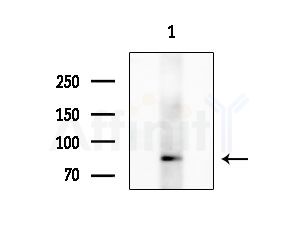 CDH22 Antibody - Western blot analysis of extracts from RAW264.
