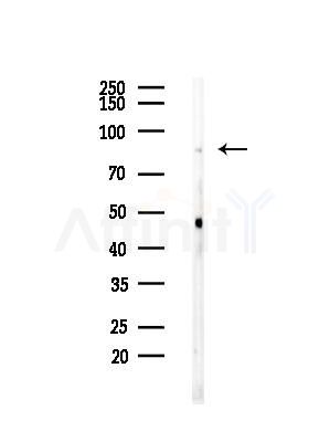 CDH22 Antibody - Western blot analysis of lysates from RAW264.
