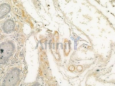 CDH9 Antibody - DF3534 at 1/100 staining human normal colon tissue by IHC-P.