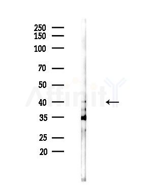 CADM2 Antibody - Western blot analysis of lysates from Mouse testis, using CADM2 Antibody at 1/1000 dilution.