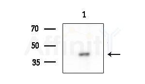 TMEM30B Antibody - Western blot analysis of extracts from HUVEC cells, using TMEM30B Antibody at 1/1000 dilution.