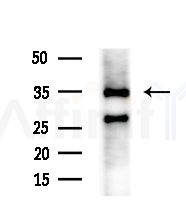 Cytochrome c-type Heme Lyase Antibody - Western blot analysis of extracts from RAW264.