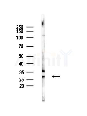 Cytochrome c-type Heme Lyase Antibody - Western blot analysis of lysates from RAW264.