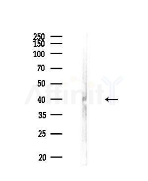 CCRL1 Antibody - Western blot analysis of lysates from COLO205 cells, using CCRL1 Antibody at 1/1000 dilution.