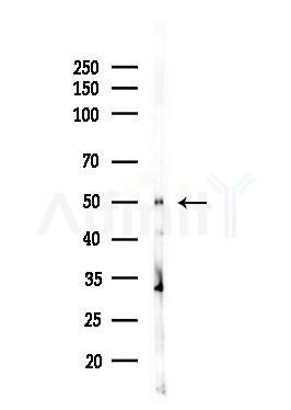 CDC20 Antibody - Western blot analysis of lysates from HUVEC cells(UV,30min treatment), using CDC20 Antibody at 1/1000 dilution.