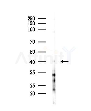 CDCA7 Antibody - Western blot analysis of lysates from HepG2 cells, using CDCA7 Antibody at 1/1000 dilution.
