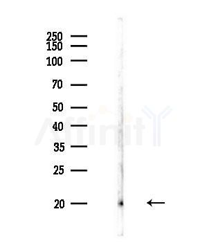 COX42 Antibody - Western blot analysis of lysates from HUVEC cells, using COX42 Antibody at 1/1000 dilution.