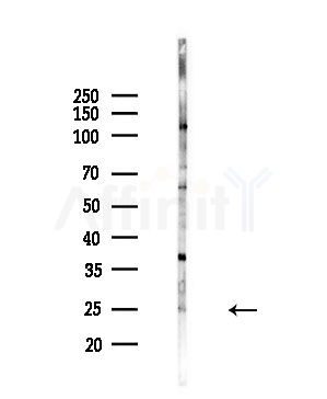 COX6C Antibody - Western blot analysis of lysates from Hela cells(starvation,24h treatment), using COX6C Antibody at 1/1000 dilution.