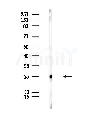 COX6C Antibody - Western blot analysis of lysates from Rat lung, using COX6C Antibody at 1/1000 dilution.