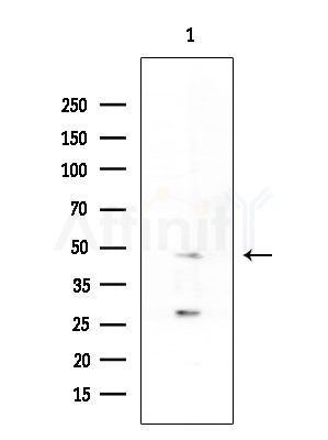Cytochrome P450 39A1 Antibody - Western blot analysis of extracts from Rat testis, using Cytochrome P450 39A1 Antibody at 1/1000 dilution.