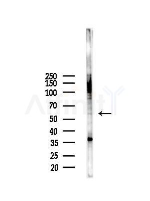 Cytochrome P450 7B1 Antibody - Western blot analysis of lysates from RAW264.