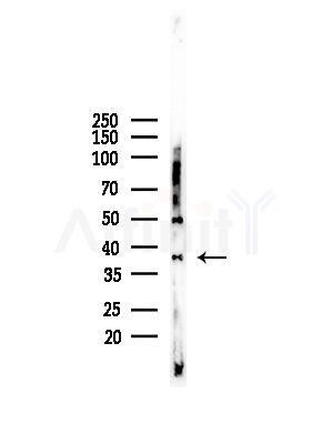 DNAJB4 Antibody - Western blot analysis of lysates from LoVo cells(heat-shock,45min treatment), using DNAJB4 Antibody at 1/1000 dilution.