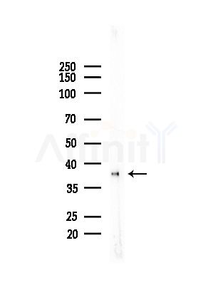 DNAJB4 Antibody - Western blot analysis of lysates from Mouse liver, using DNAJB4 Antibody at 1/1000 dilution.