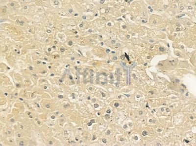 FGF18 Antibody - DF3595 at 1/100 staining human normal liver tissue by IHC-P.