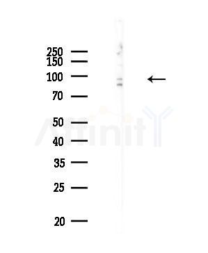 GRID1 Antibody - Western blot analysis of lysates from Rat testis, using GRID1 Antibody at 1/1000 dilution.