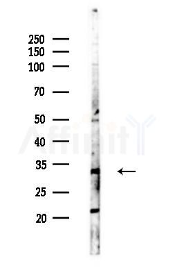 IL20RB Antibody - Western blot analysis of lysates from RAW264.